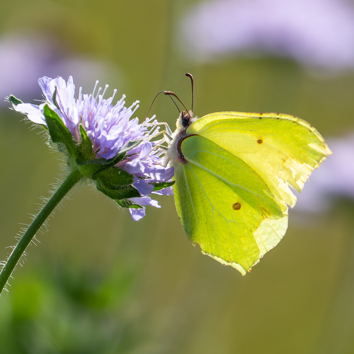 Brimstone butterfly