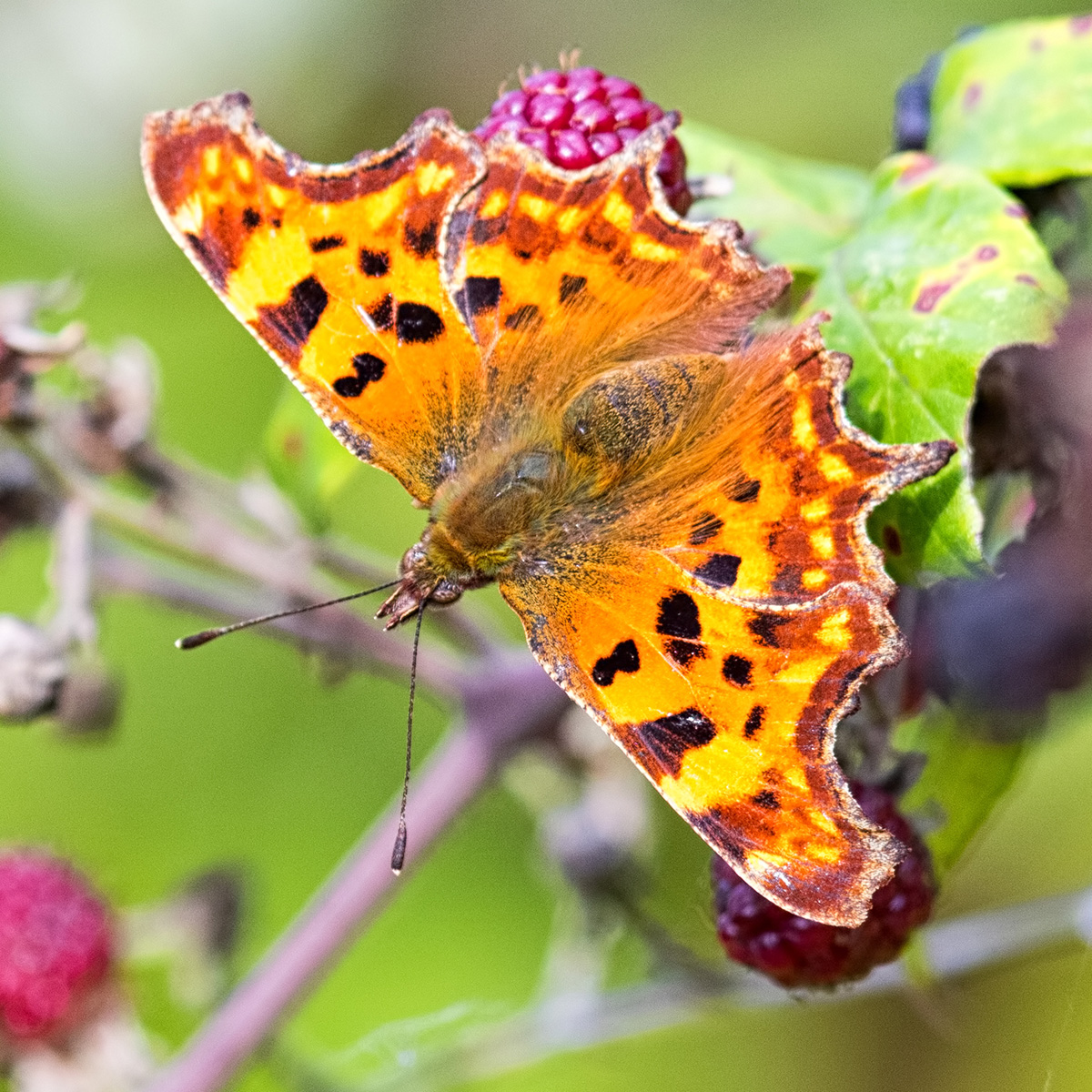 Comma butterfly