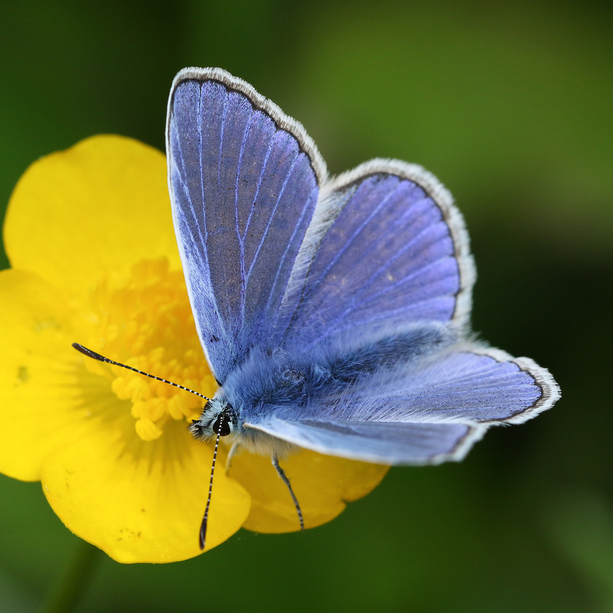 Common Blue butterfly