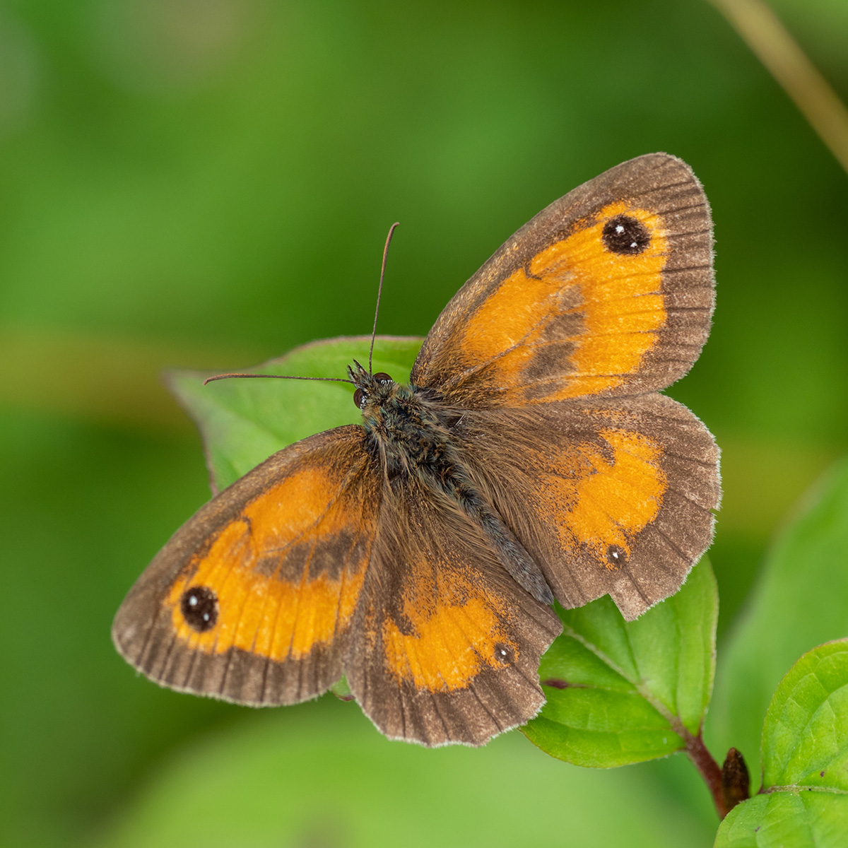 Gatekeeper butterfly