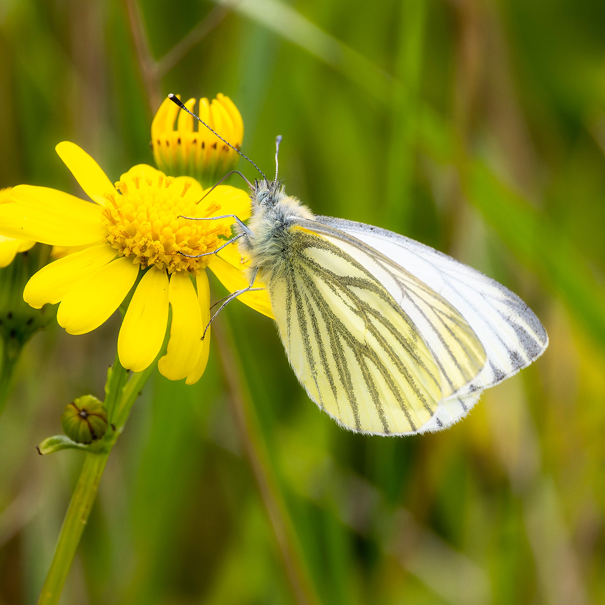 Green-veined White butterfly