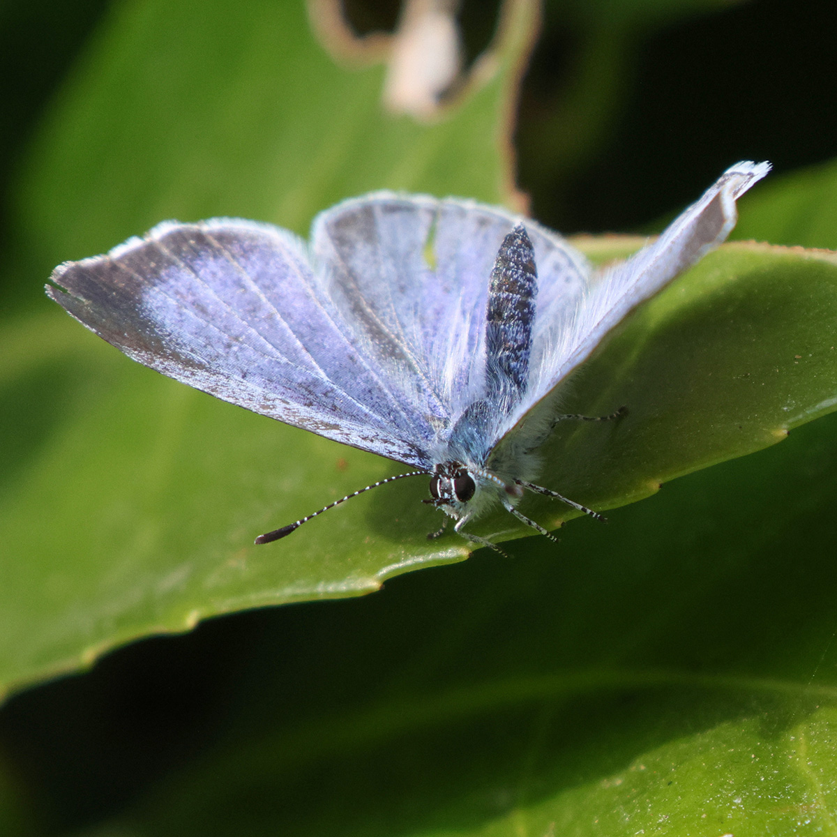 Holly Blue butterfly