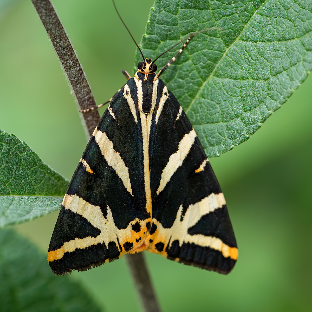 Jersey Tiger Moth