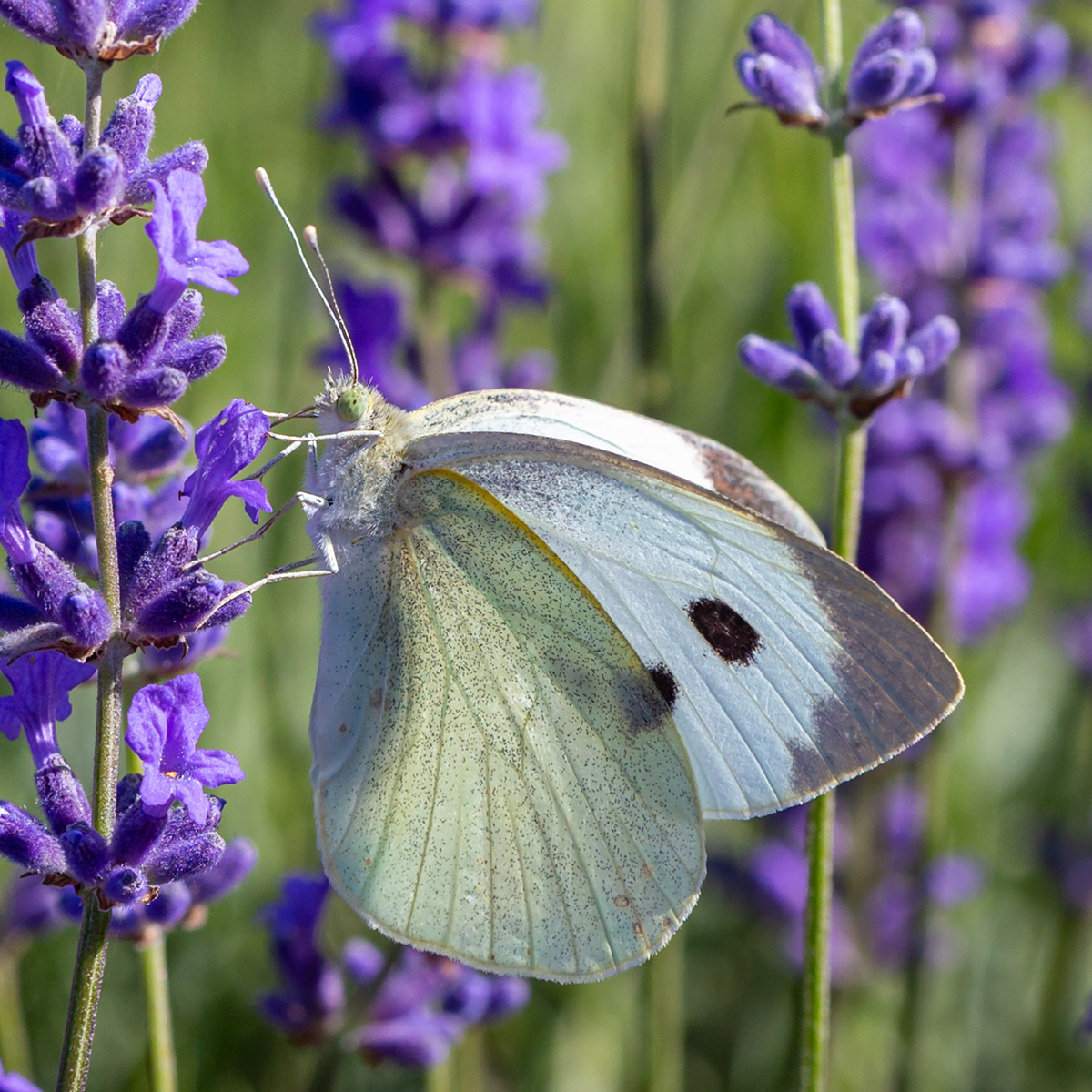 Large White butterfly