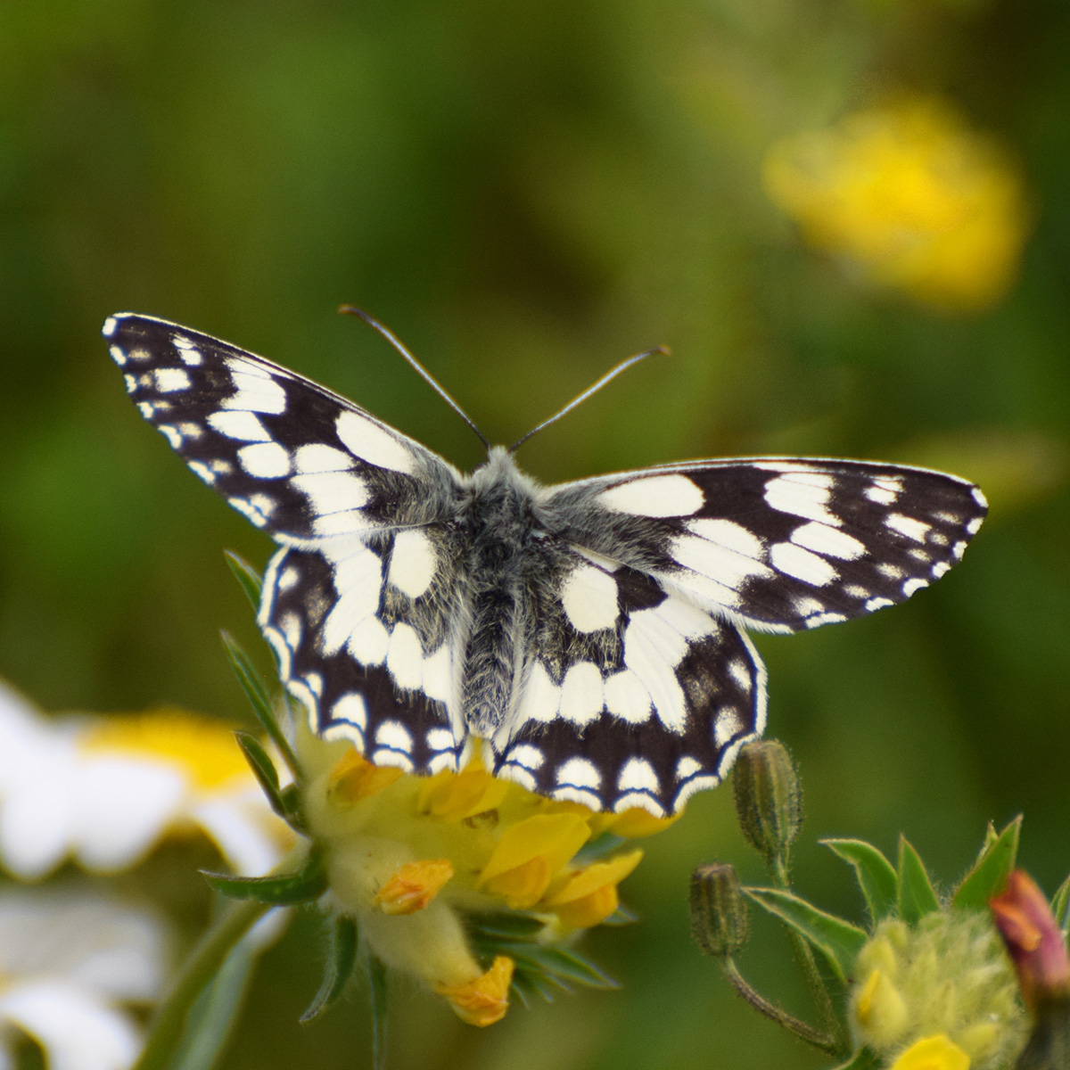 Marbled White butterfly
