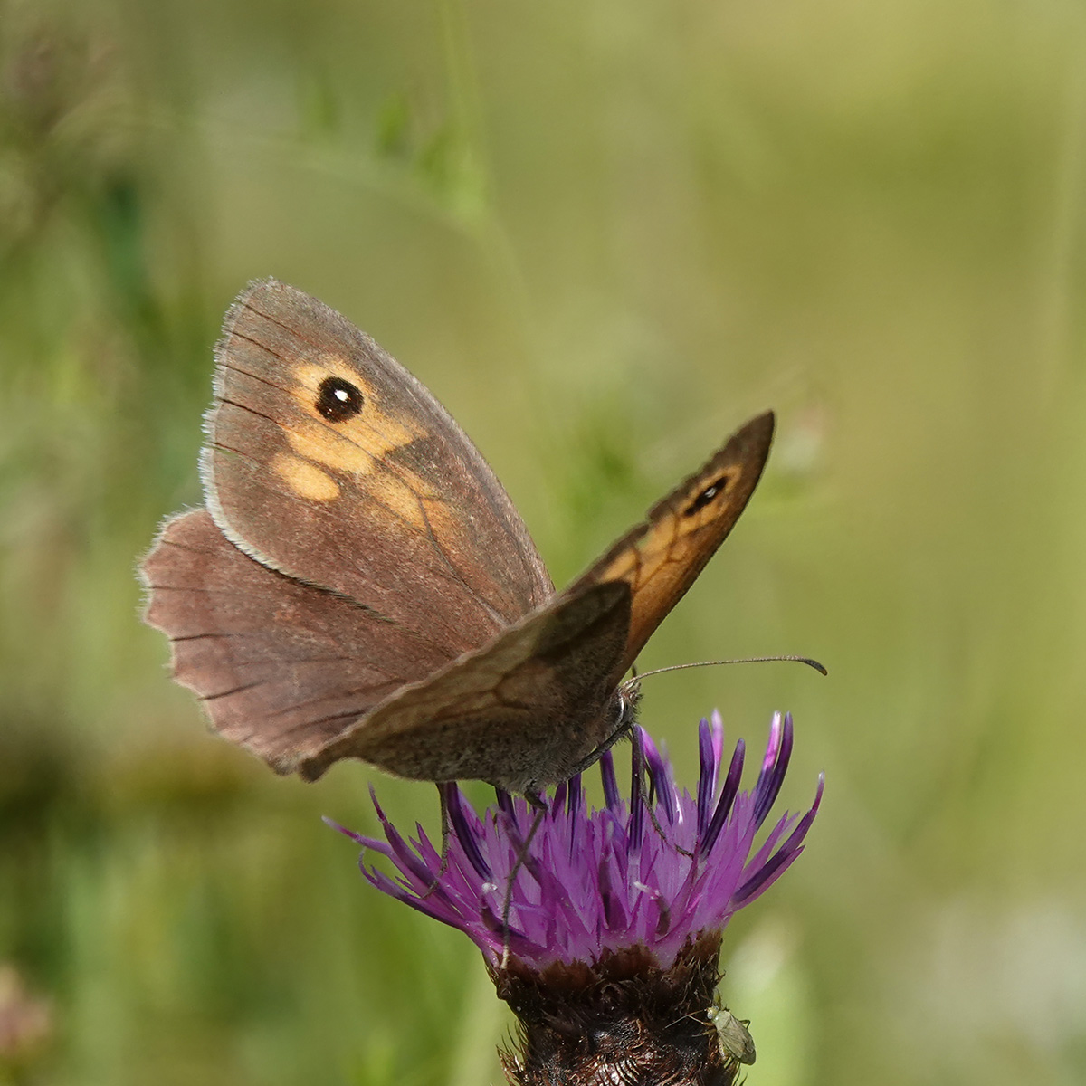 Meadow Brown butterfly