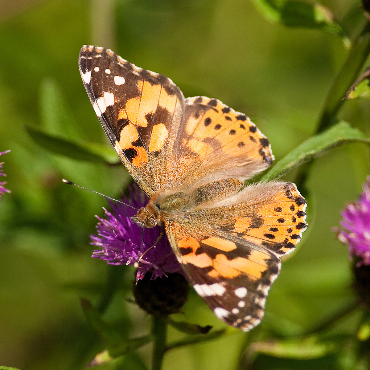 Painted Lady butterfly