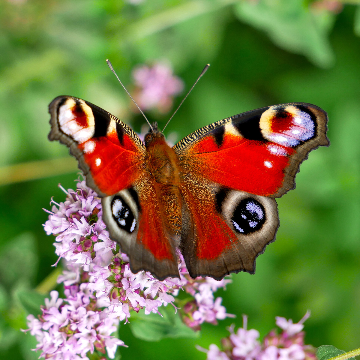 Peacock butterfly
