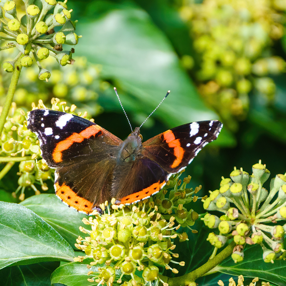 Red Admiral butterfly