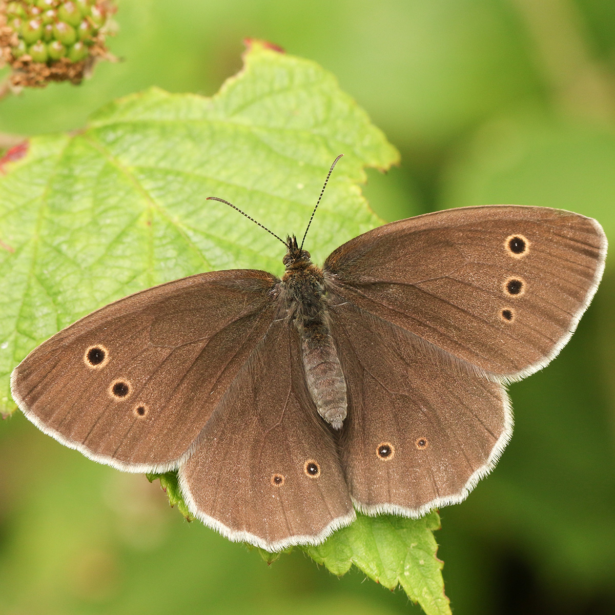 Ringlet butterfly