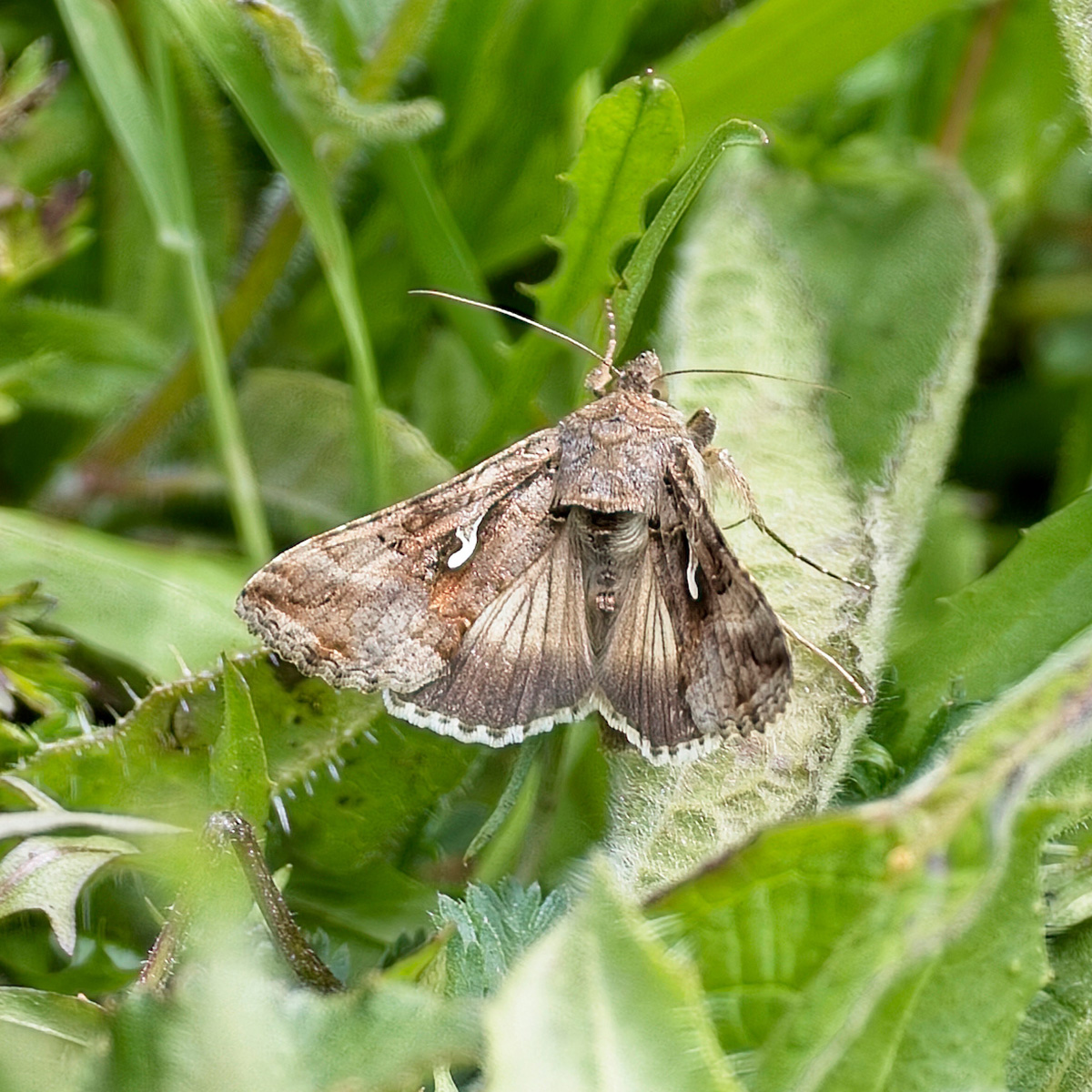 Silver Y Moth