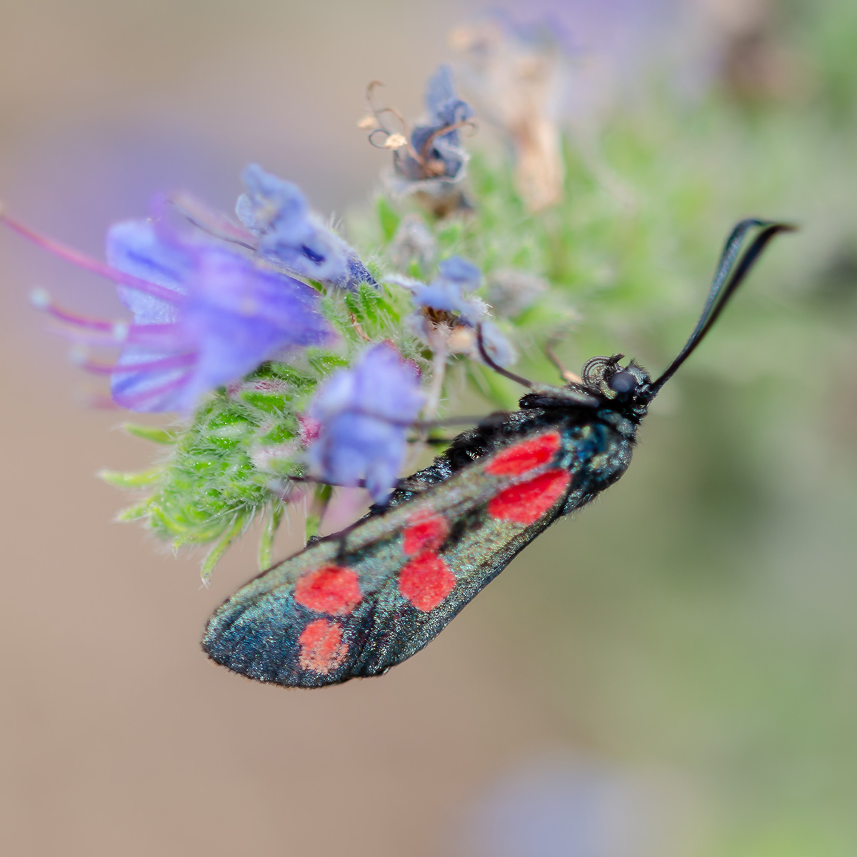 Six-spot Burnet Moth