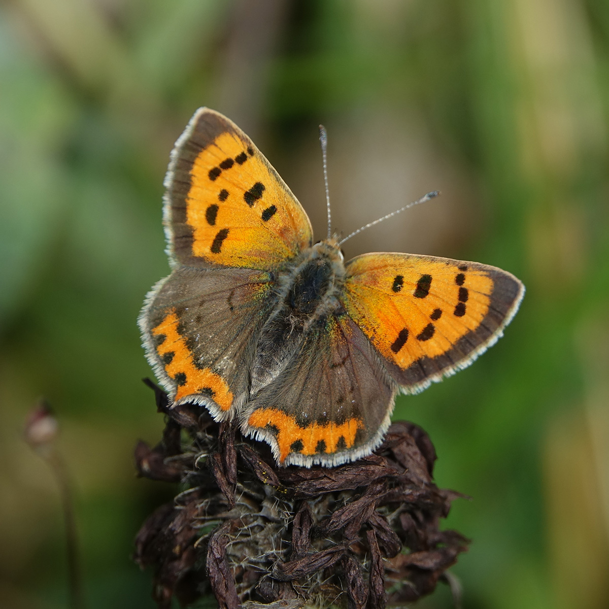 Small Copper butterfly