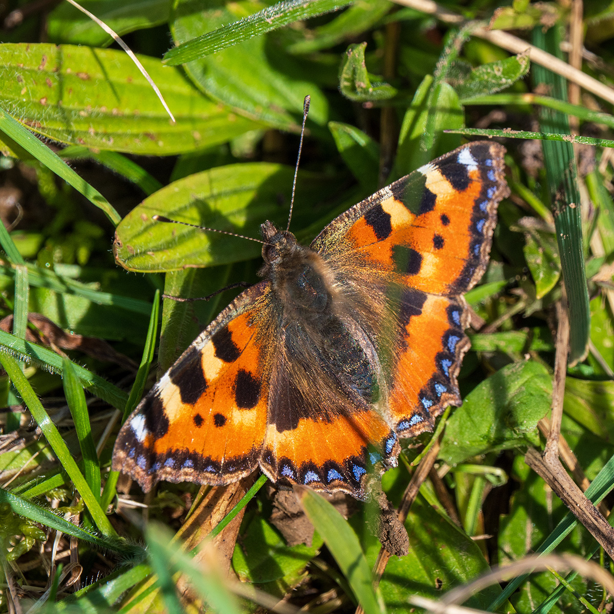 Small Tortoiseshell butterfly