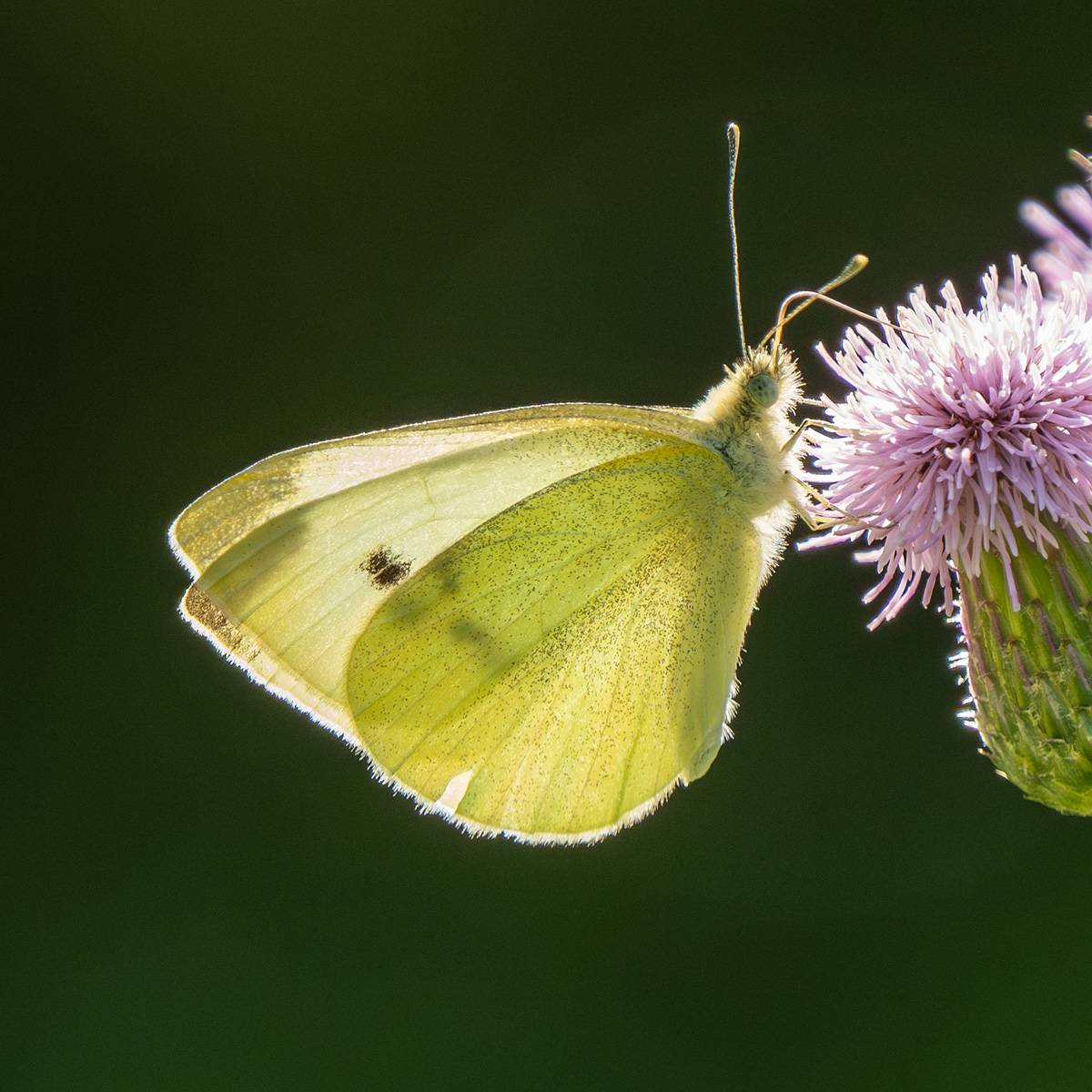 Small White butterfly