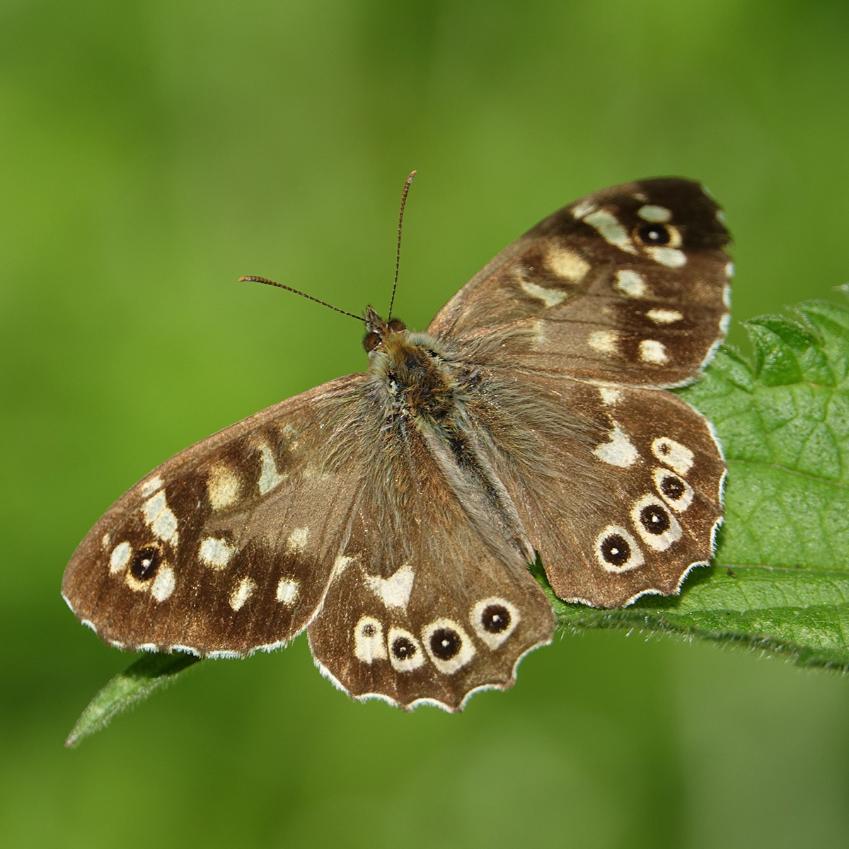 Speckled Wood butterfly